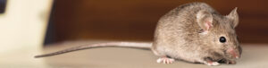 Een licht bruine muis. Deze muis bevind zich op de rechterkant van de foto, met alleen zijn staart liggend op de grond aan de linkerkant. De muis kijkt naar beneden.