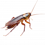 Amerikaanse kakkerlak