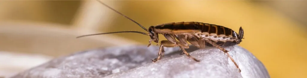 Een kakkerlak die aan het kruipen is op een lichte grond. De kakkerlak is bruin van kleur.