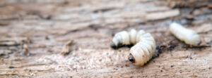 Een houtworm te zien die op hout ligt. De houtworm is beige van kleur en heeft een zwarte kop en staart.