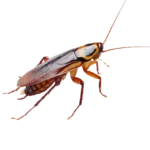 Een roodbruine kakkerlak, deze kijkt naar rechts.
