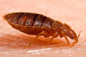 Bed bug adult stage