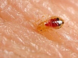 bedbug in nymph phase