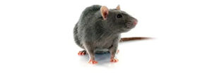 Closeup selective focus shot of a brown rat on the concrete ground