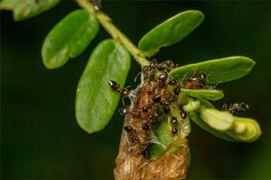 Ants on a branch