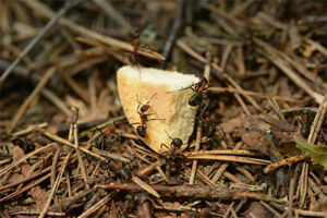 Ants on a piece of cheese