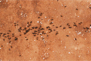 Ants on the ground