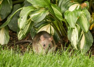 Rat in the grass