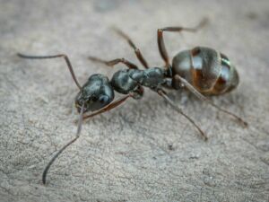Ant