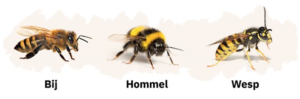 Bee, Bumblebee, Wasp