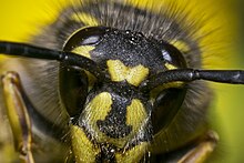 common wasp