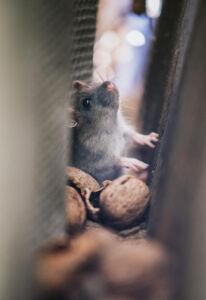 Mouse