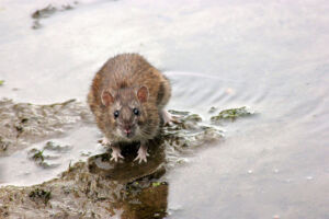Rat by the water