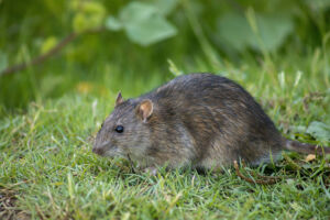 Rat in the grass