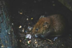 Mouse