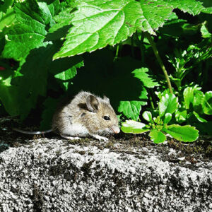 Mouse