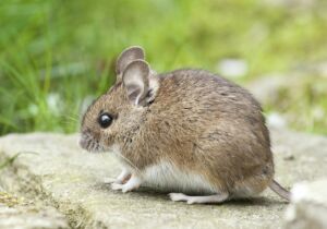 Mouse