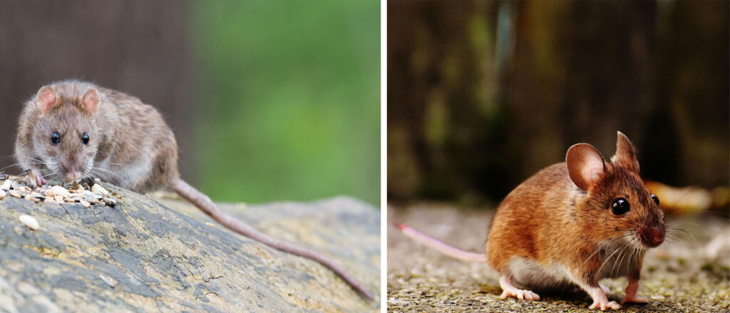 rat vs mouse