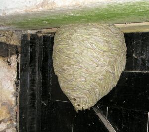 Wasp nest