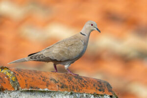 pigeon on a roof