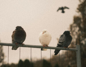 pigeons on a fence