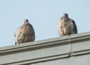 pigeons o carrot roof
