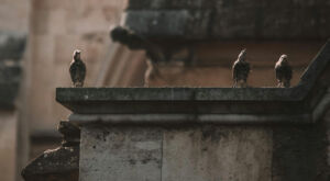 starlings on eaves