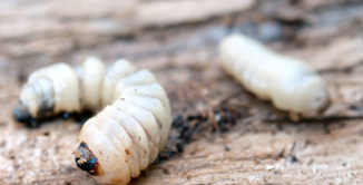 Two woodworms on a piece of wood. The left woodworm lies crooked, with its head to the left. The right woodworm lies stretched